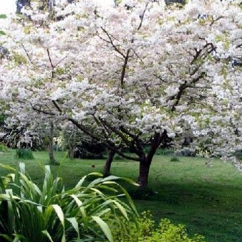 Sakura: 5 cose da sapere sul ciliegio giapponese